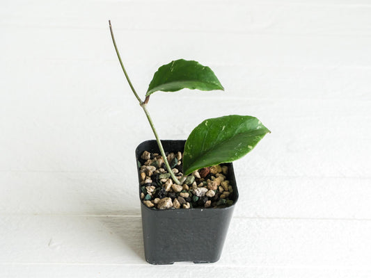 Hoya Gunung Leuser 'Monohara' | 2-Inch