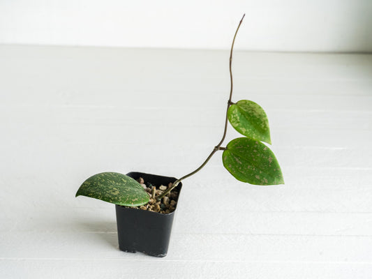 Hoya verticillata (Reverted Pemalang Silver) | 2-Inch