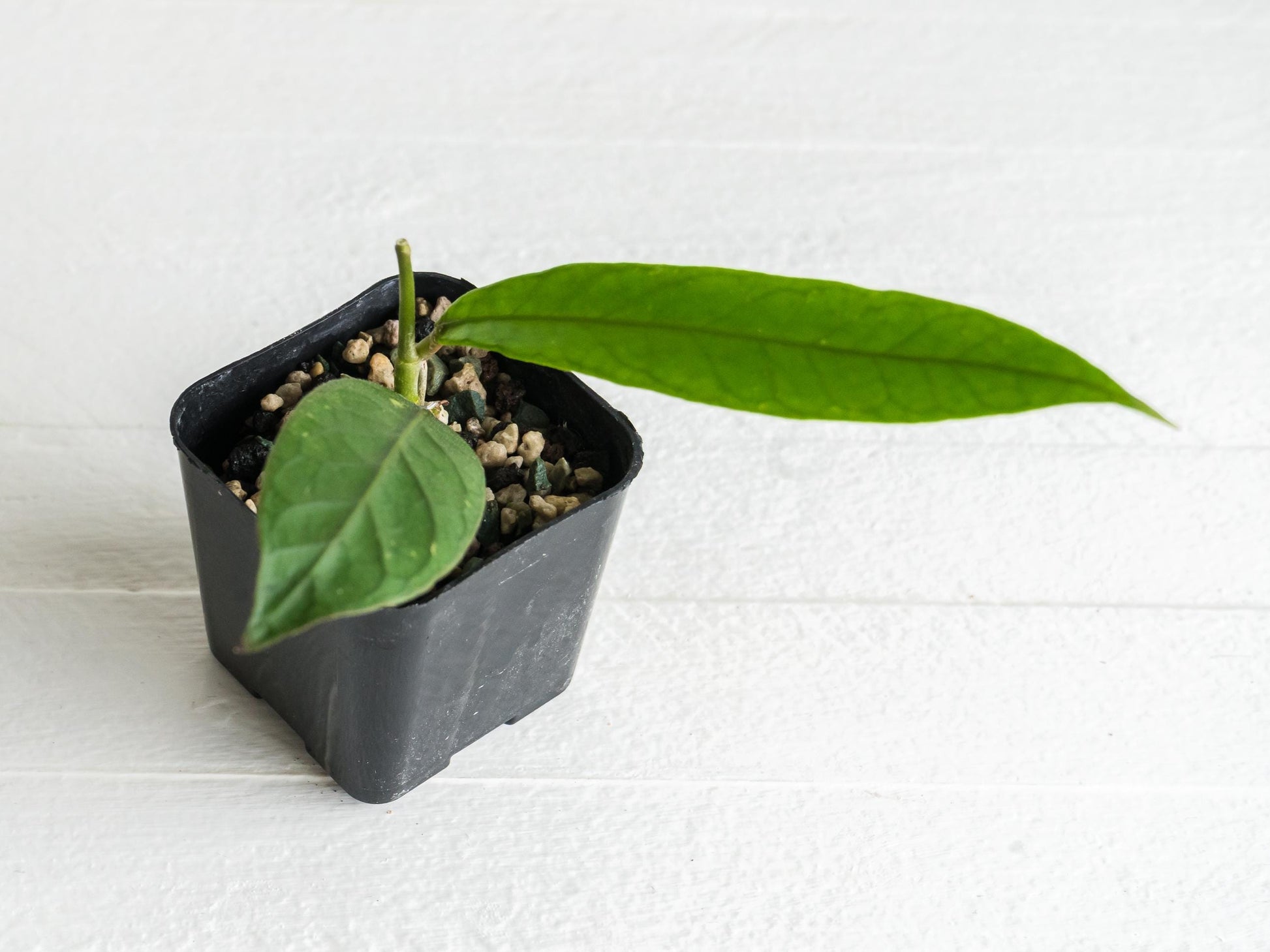 Hoya Palok Mountain SS002 | 2-Inch