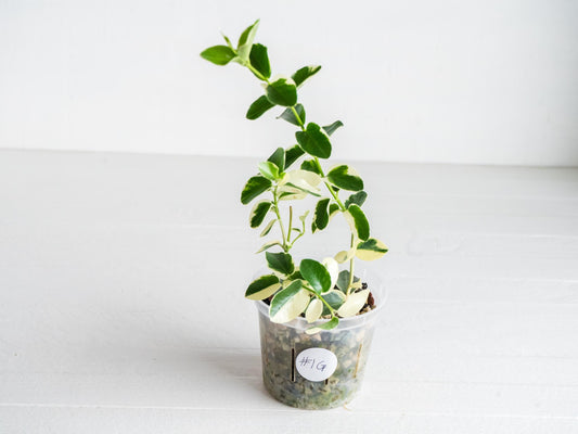 Hoya cumingiana (Albo | Outer Variegated) | 3-Inch