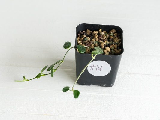 Hoya serpens (Splash) | 2-Inch