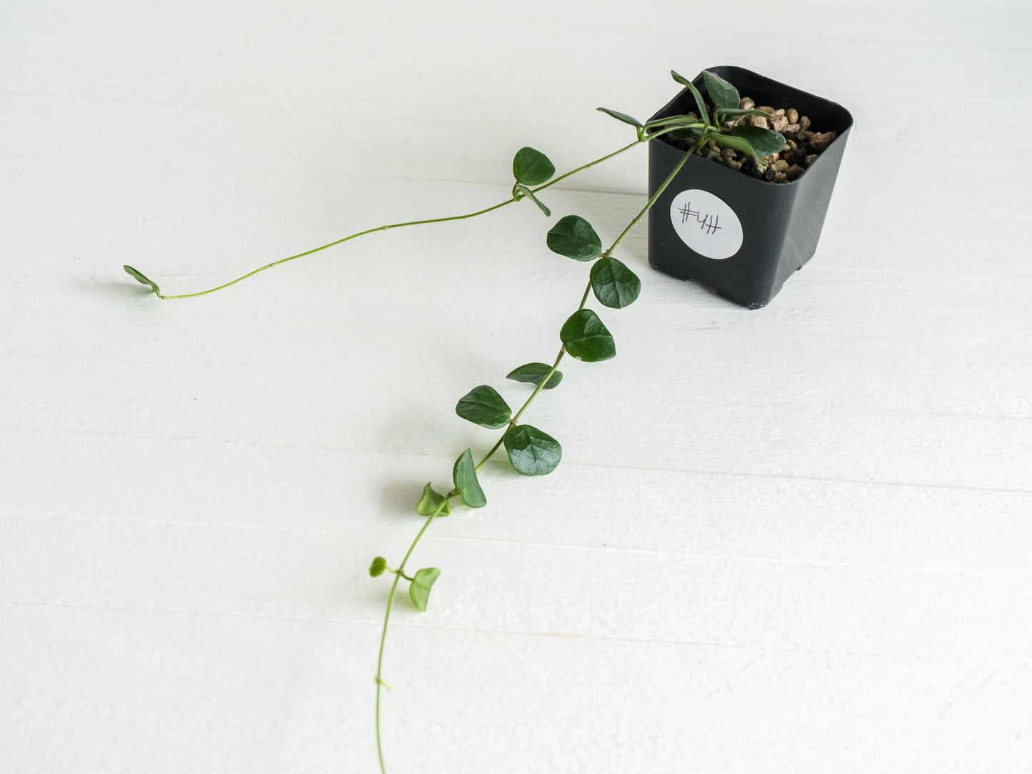 Hoya obcordata | 2-Inch