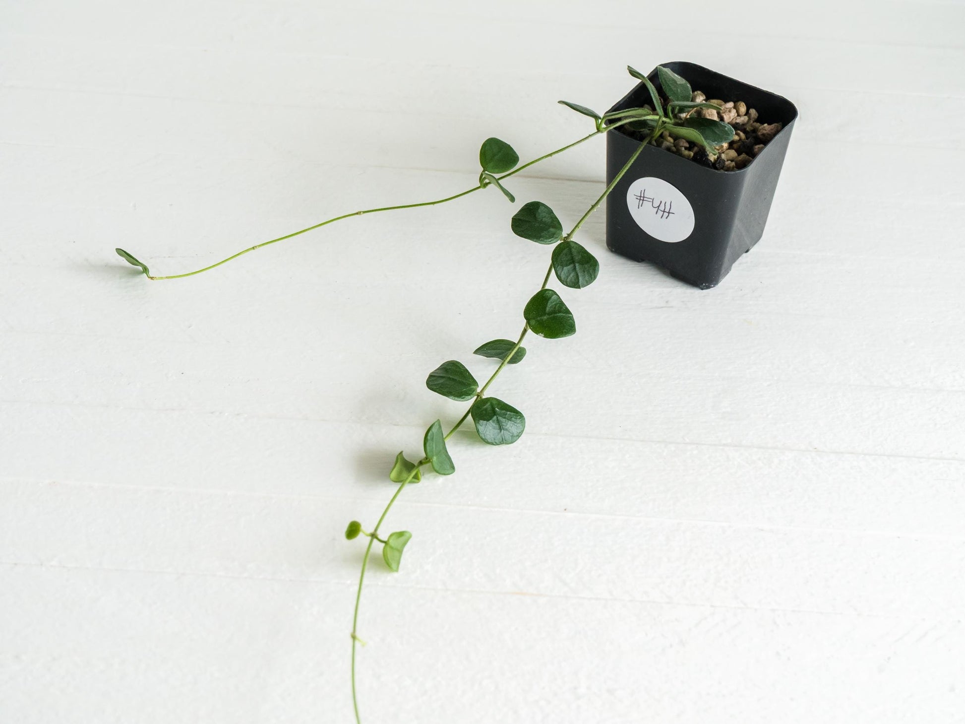 Hoya obcordata | 2-Inch