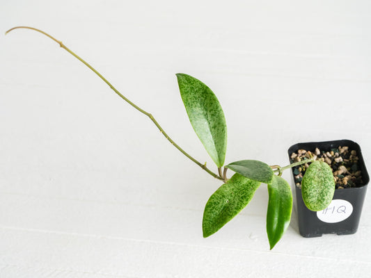 Hoya 'Jita Silver' | 2-Inch