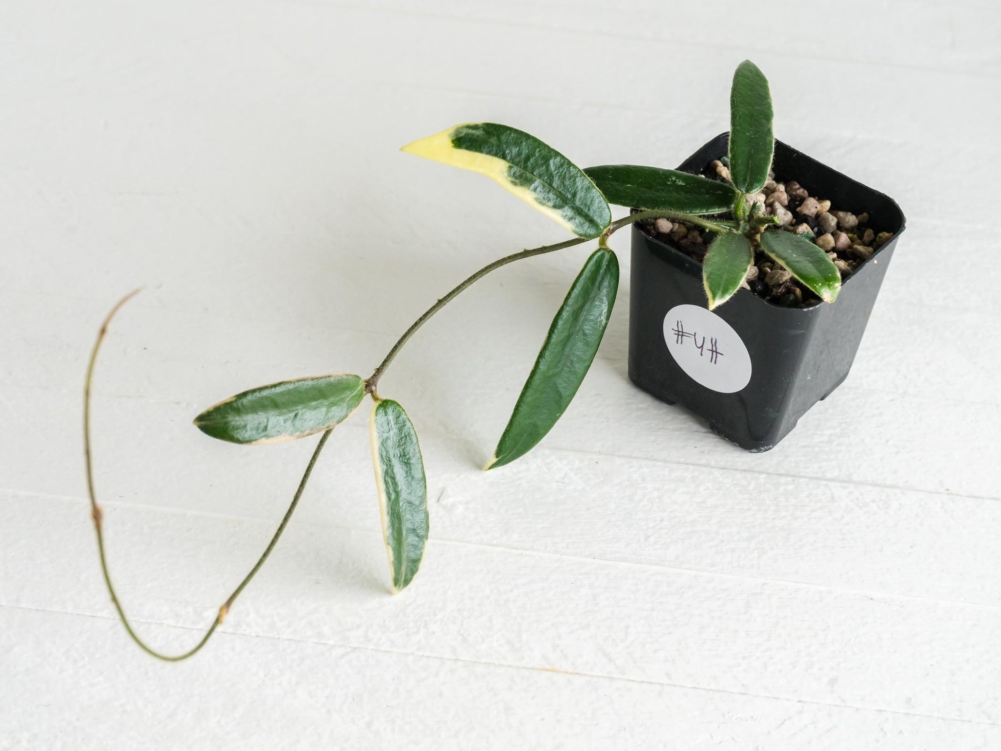 Hoya lyi 'Prism' (Pink Flower) | 2-Inch