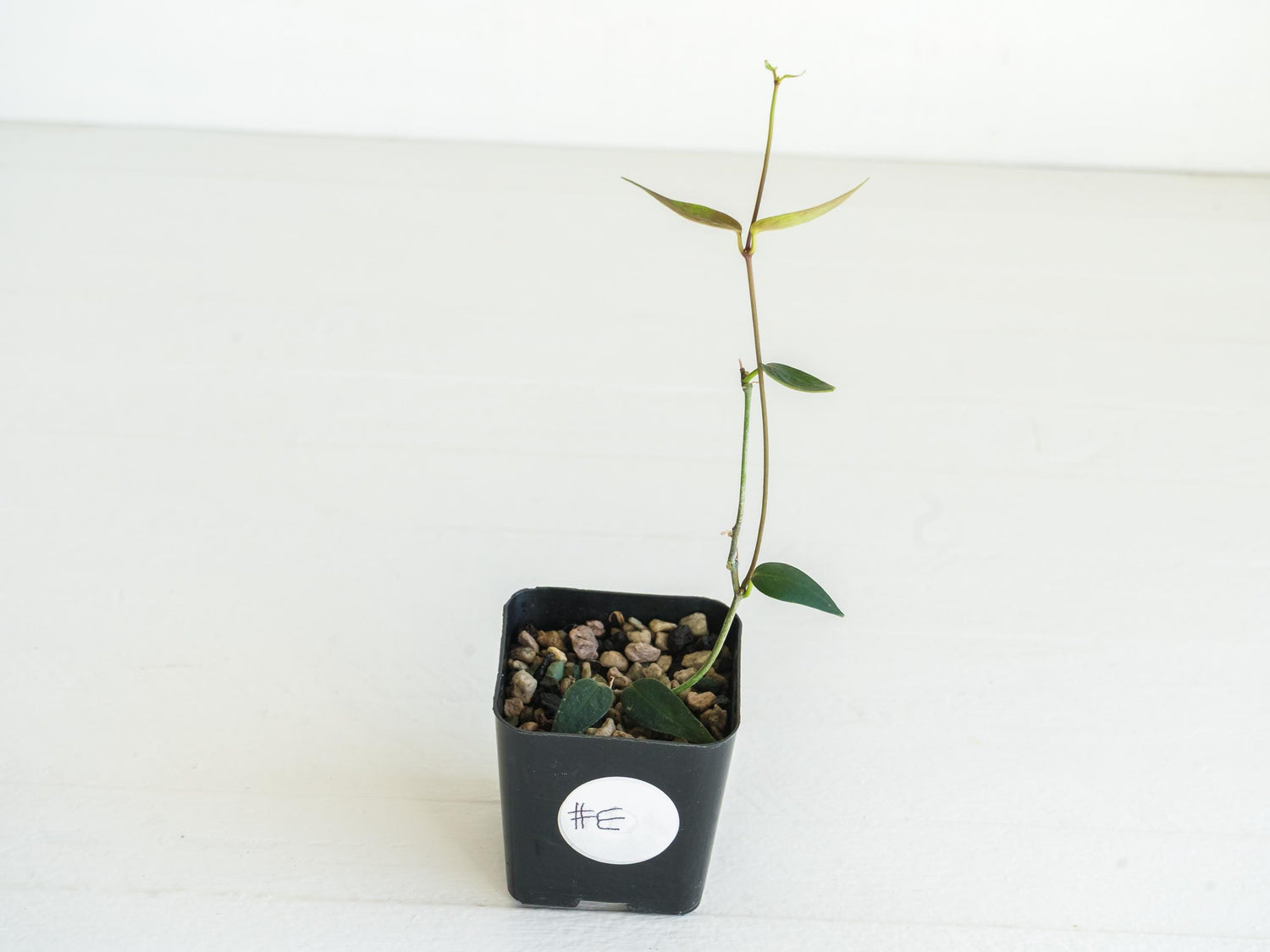 Hoya carrii (NS13-064) | 2-Inch