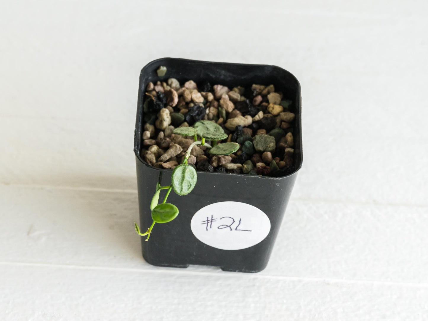 Hoya serpens (Silver) | 2-Inch