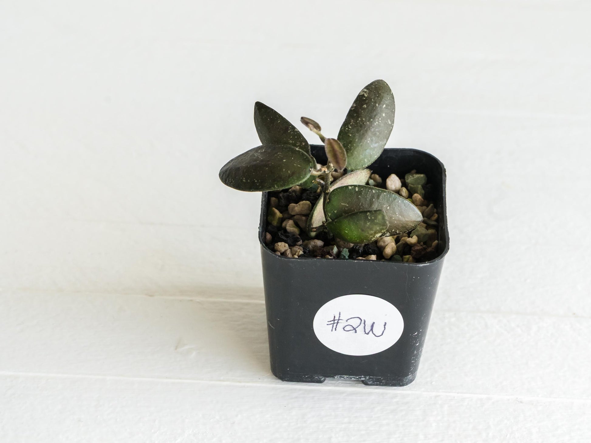 Hoya sigillatis 'Alas River' | 2-Inch