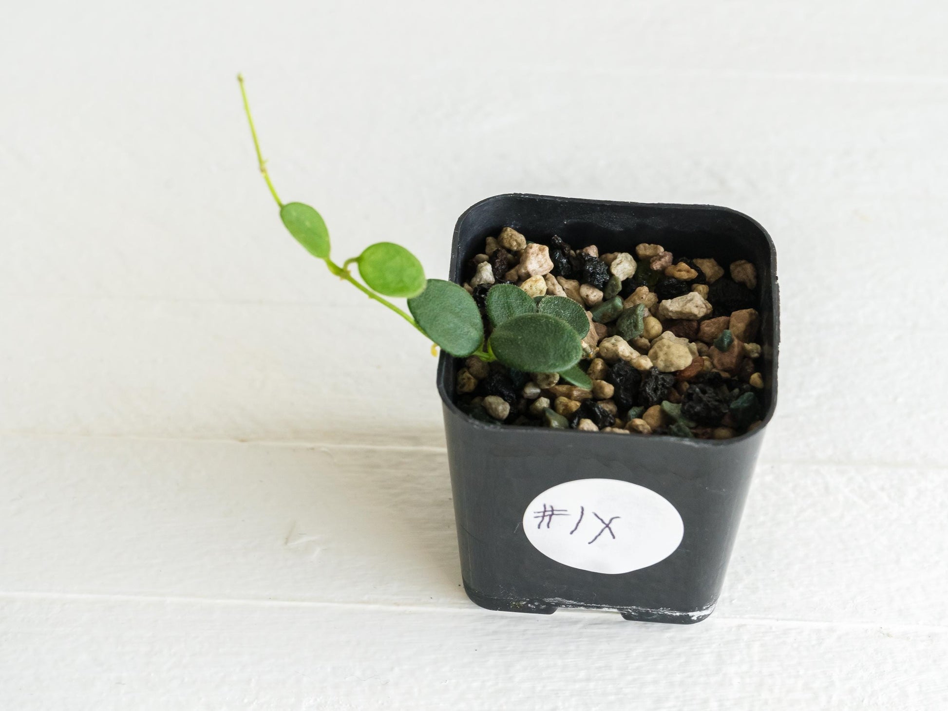 Hoya serpens | 2-Inch