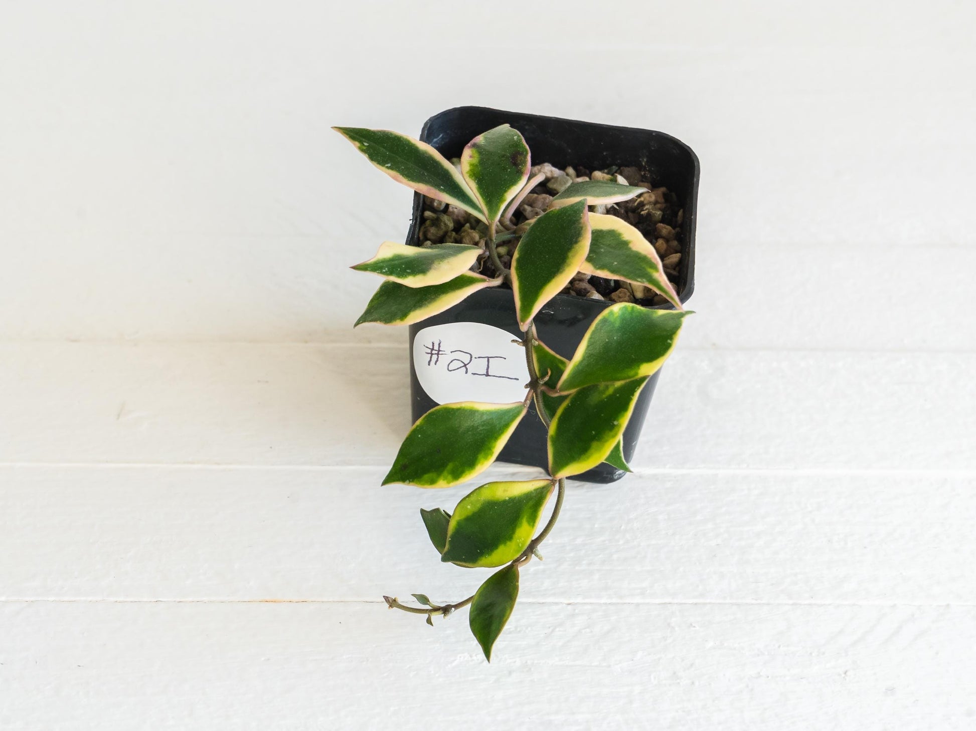 Hoya bakoensis (Outer Variegated - Albo) | 2-Inch