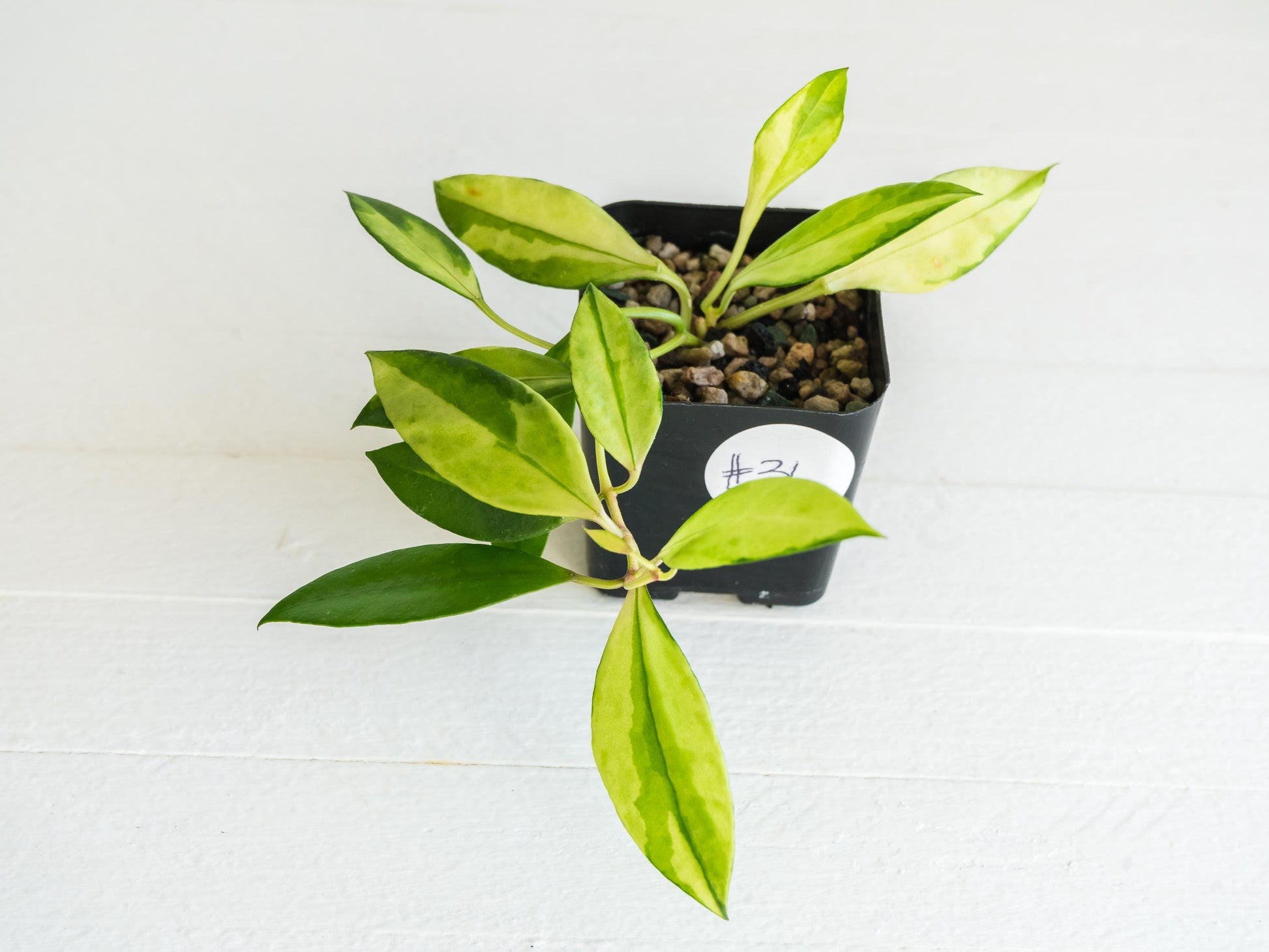 Hoya walliniana (Inner Variegated) | 2-Inch