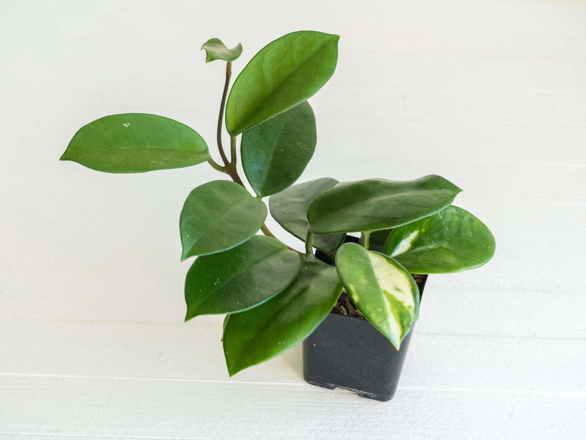 Reverted Hoya carnosa 'Madara Green Edge' | 2-Inch