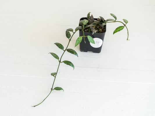 Hoya lacunosa 'Perangin Durian' IML-1896 | 2-Inch