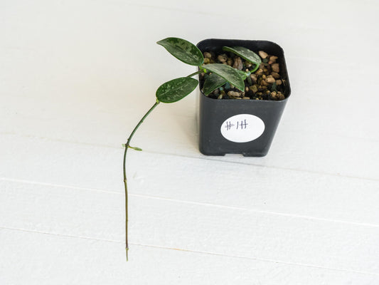 Hoya lima (Splash) | 2-Inch