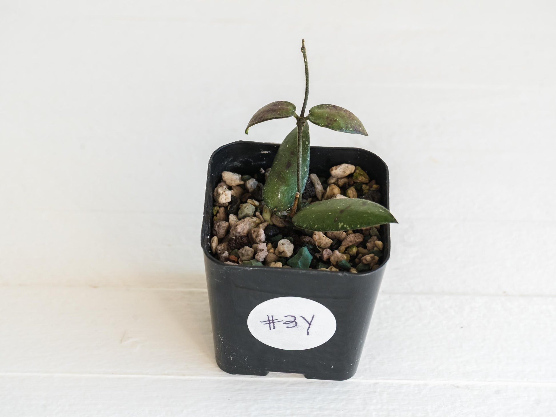 Hoya sigillatis 'Alas River' | 2-Inch