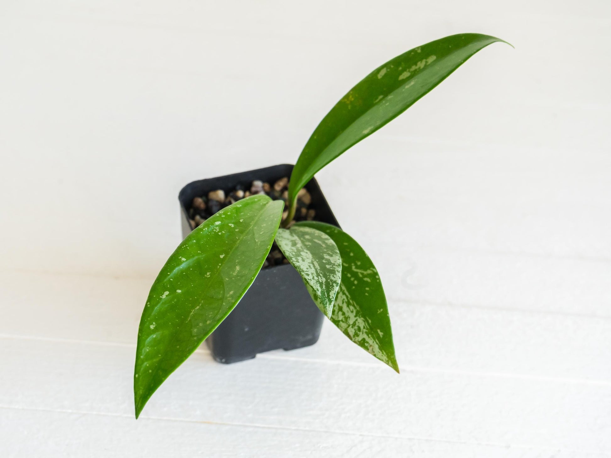 Hoya pubicalyx (Splash) | 2-Inch