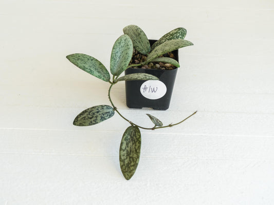Hoya sigillatis 'Round Leaf' aka sigillatis (Silver) AH001 | 2-Inch