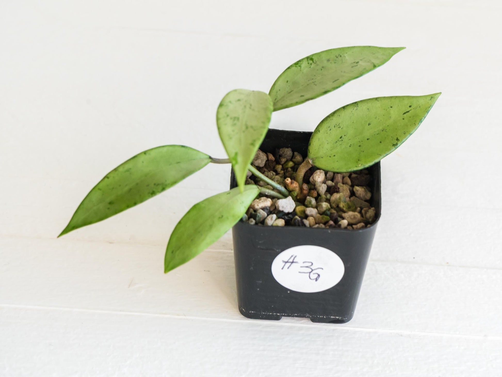 Hoya 'Snow Cui' (Silver) | 2-Inch