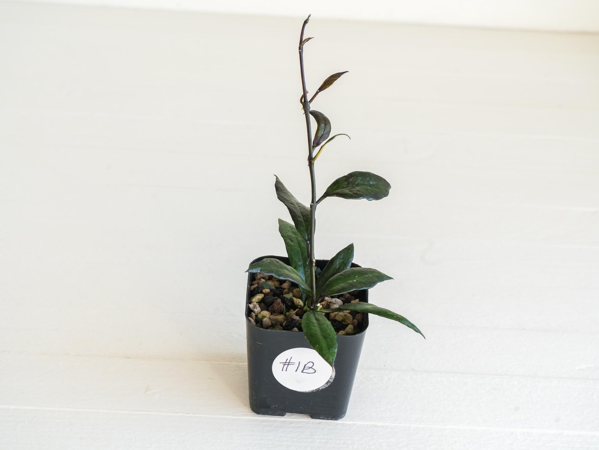 Hoya lacunosa 'Black Queen' | 2-Inch