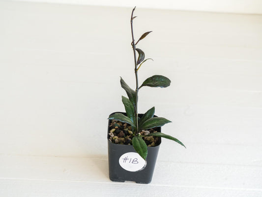 Hoya lacunosa 'Black Queen' | 2-Inch