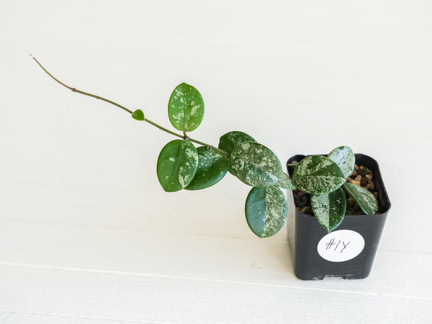 Hoya 'Mathilde' (Splash) | 2-Inch