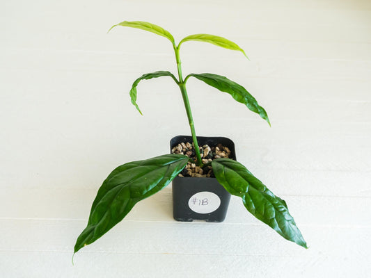 Hoya decipulae (Outer Variegated/Albo) | 2-Inch