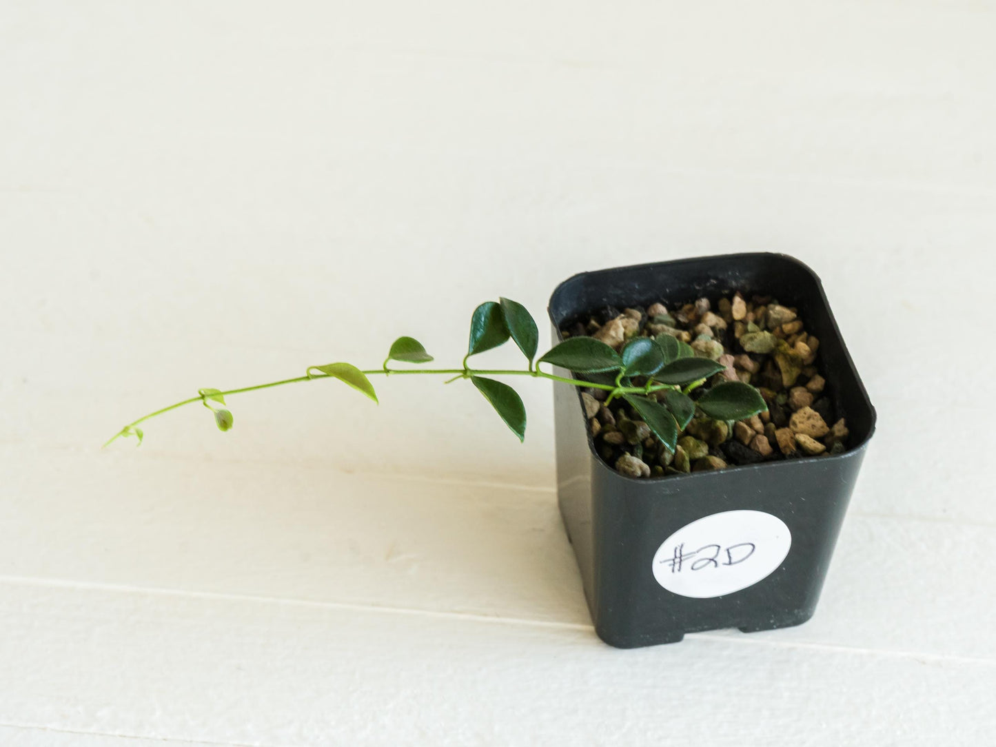 Hoya papua (PNG IM-08) | 2-Inch