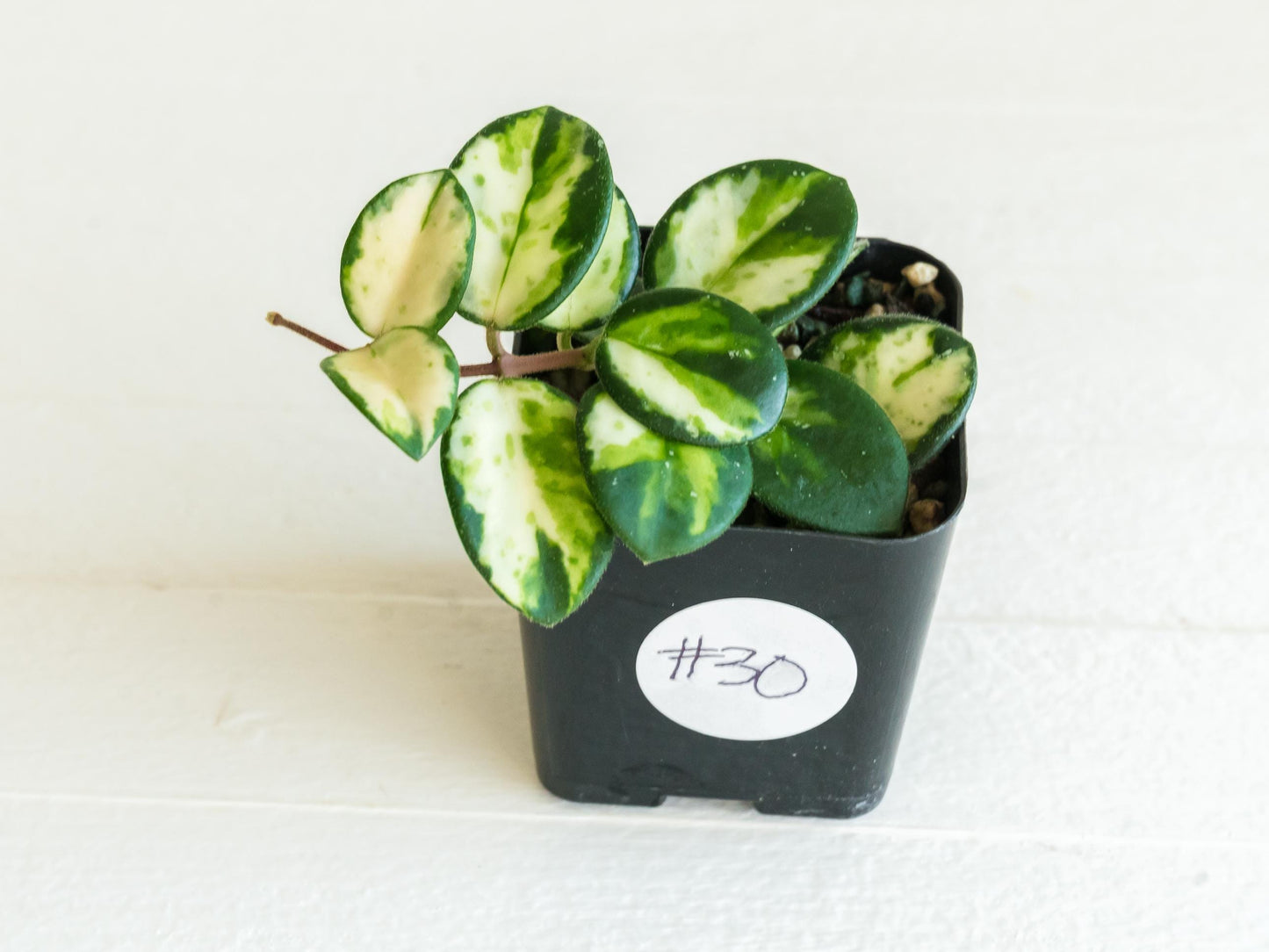 Hoya 'Mathilde' (Inner Variegated) | 2-Inch