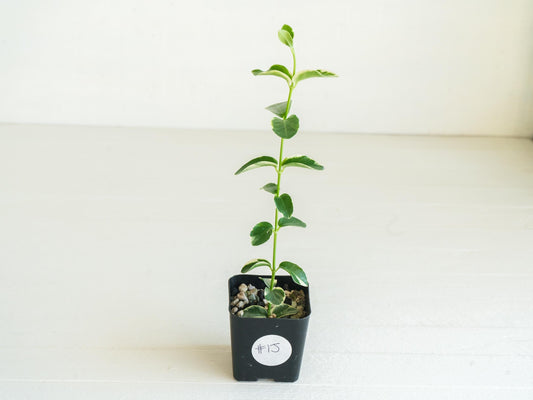 Hoya cumingiana (Albo | Outer Variegated) | 2-Inch