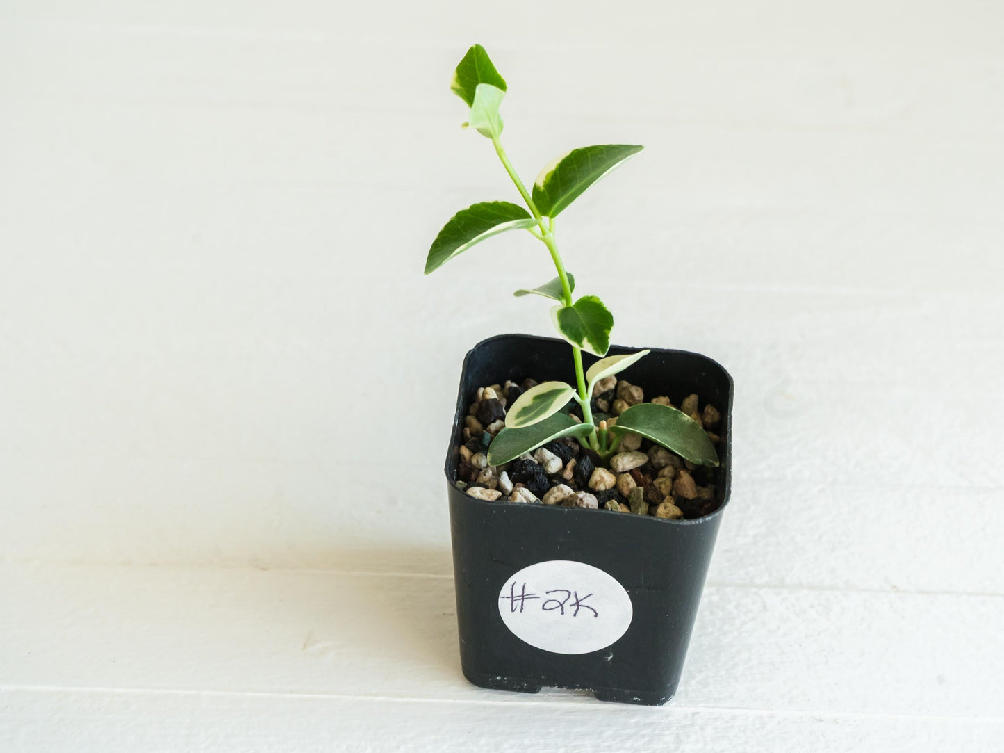 Hoya cumingiana (Albo | Outer Variegated) | 2-Inch