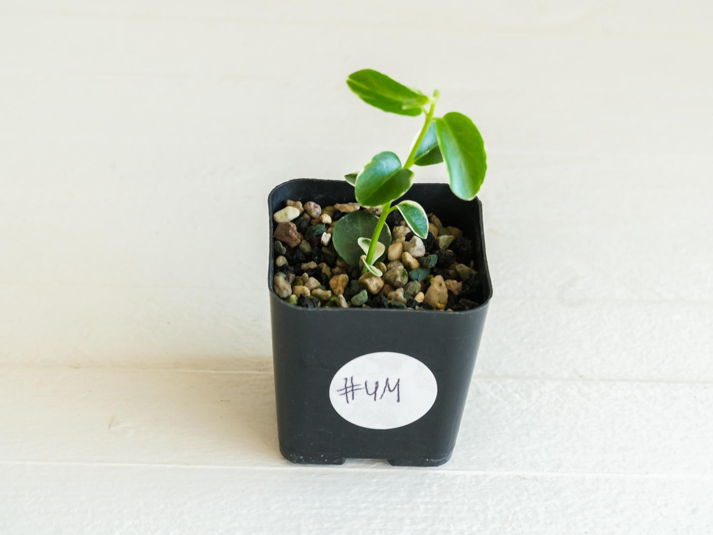 Hoya cumingiana (Albo | Outer Variegated) | 2-Inch