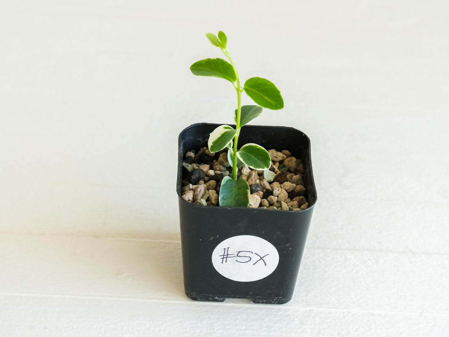 Hoya cumingiana (Albo | Outer Variegated) | 2-Inch