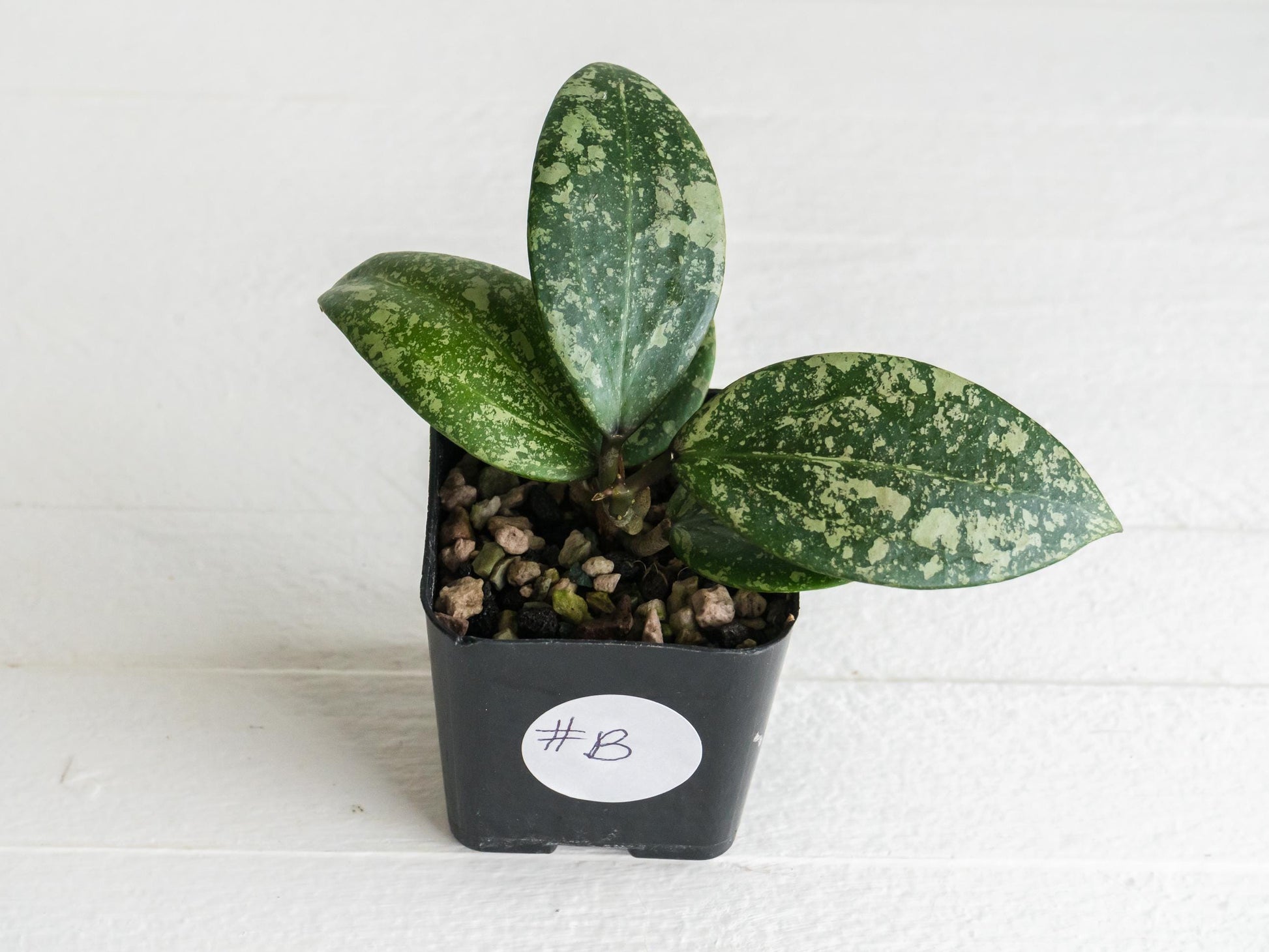 Hoya 'Wibergiae Round Leaf' (DMW-001-C) [verticillata (ex. wibergiea) x unknown] | 2-Inch