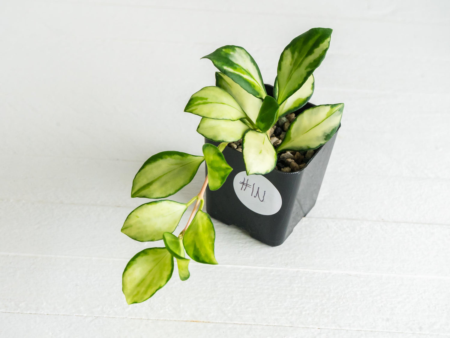 Hoya heuschkeliana (Inner Variegated)| 2-Inch