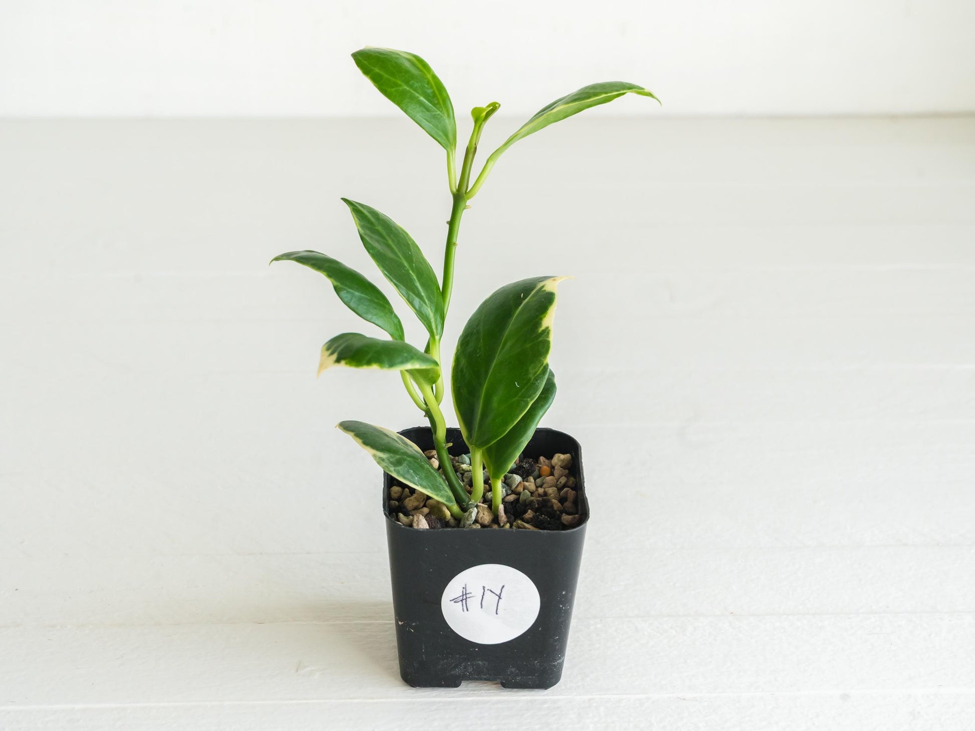 Hoya obscura (Albo | Outer Variegated) | 2-Inch