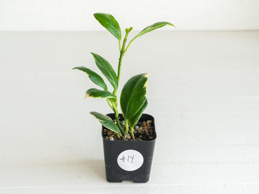 Hoya obscura (Albo | Outer Variegated) | 2-Inch