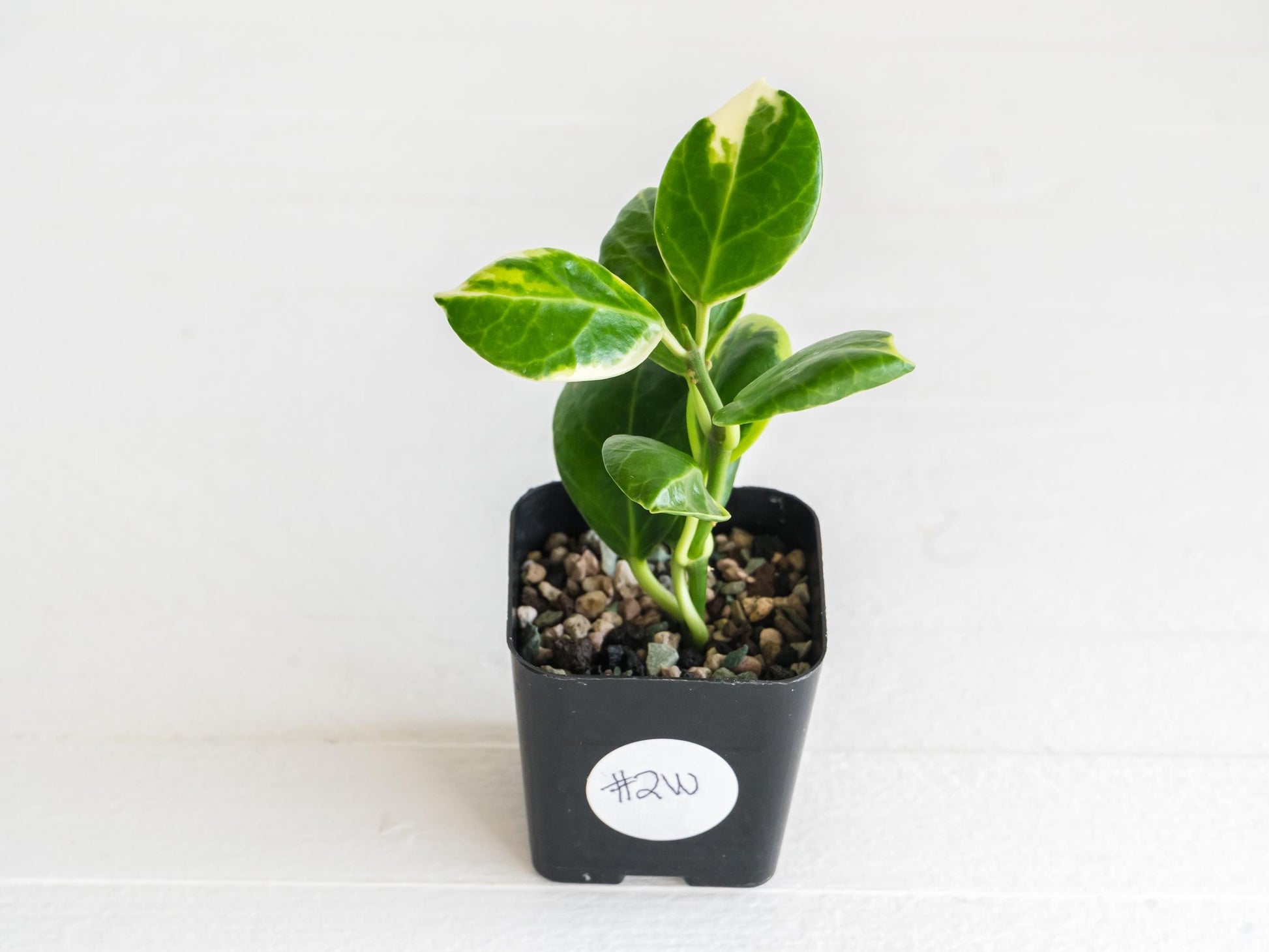 Hoya obscura (Albo | Outer Variegated) | 2-Inch