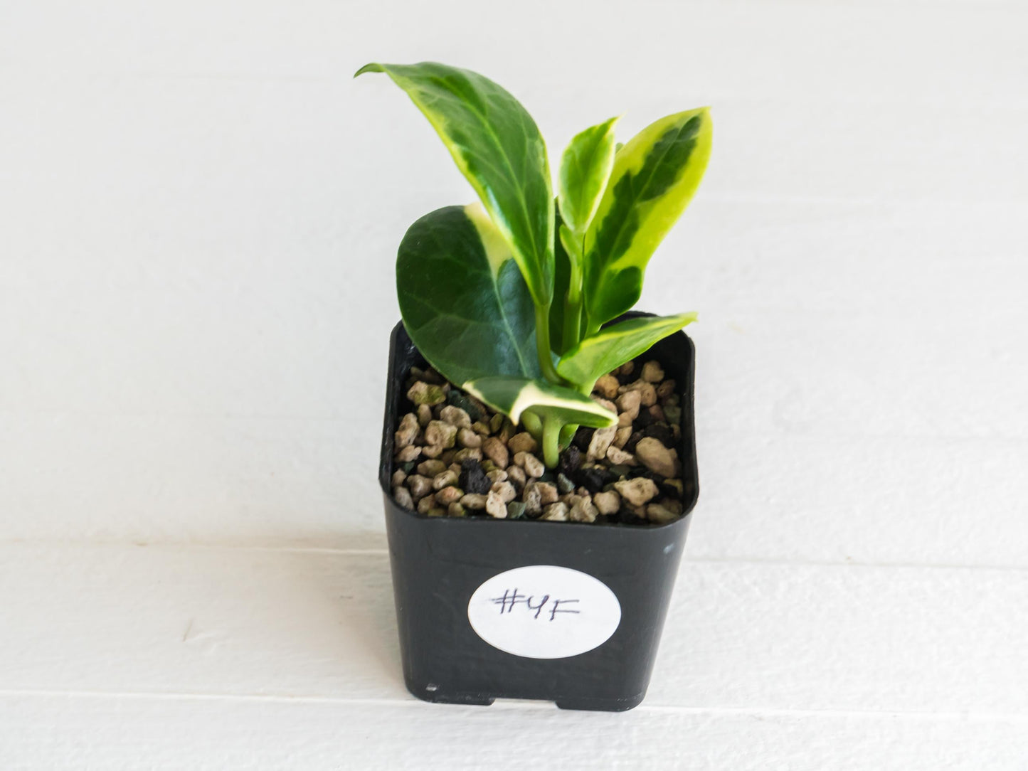 Hoya obscura (Albo | Outer Variegated) | 2-Inch