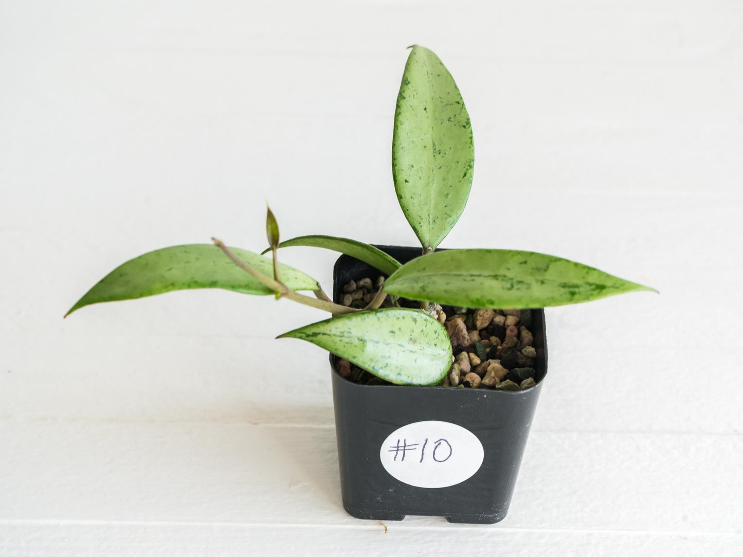 Hoya 'Snow Cui' (Silver) | 2-Inch