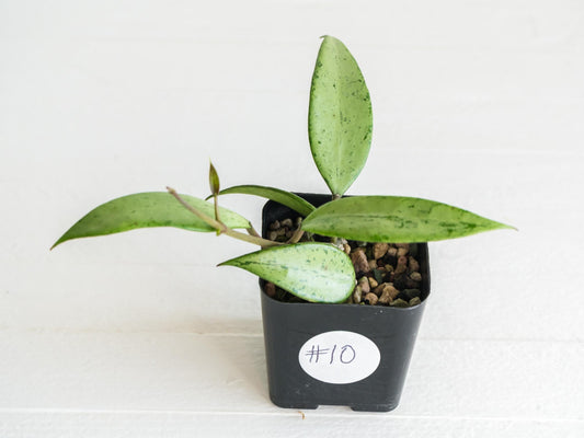 Hoya 'Snow Cui' (Silver) | 2-Inch