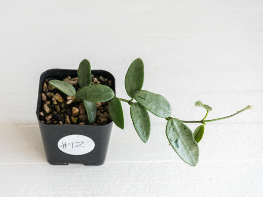 Hoya lima (Silver) | 2-Inch