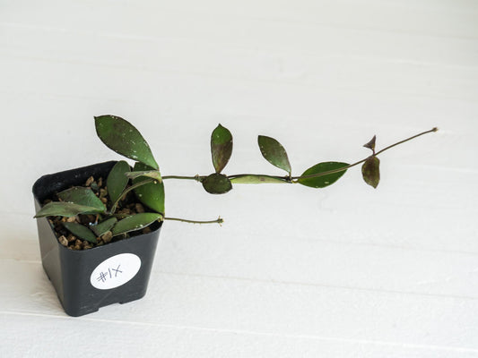 Hoya borneo (Small Leaf) | 2-Inch