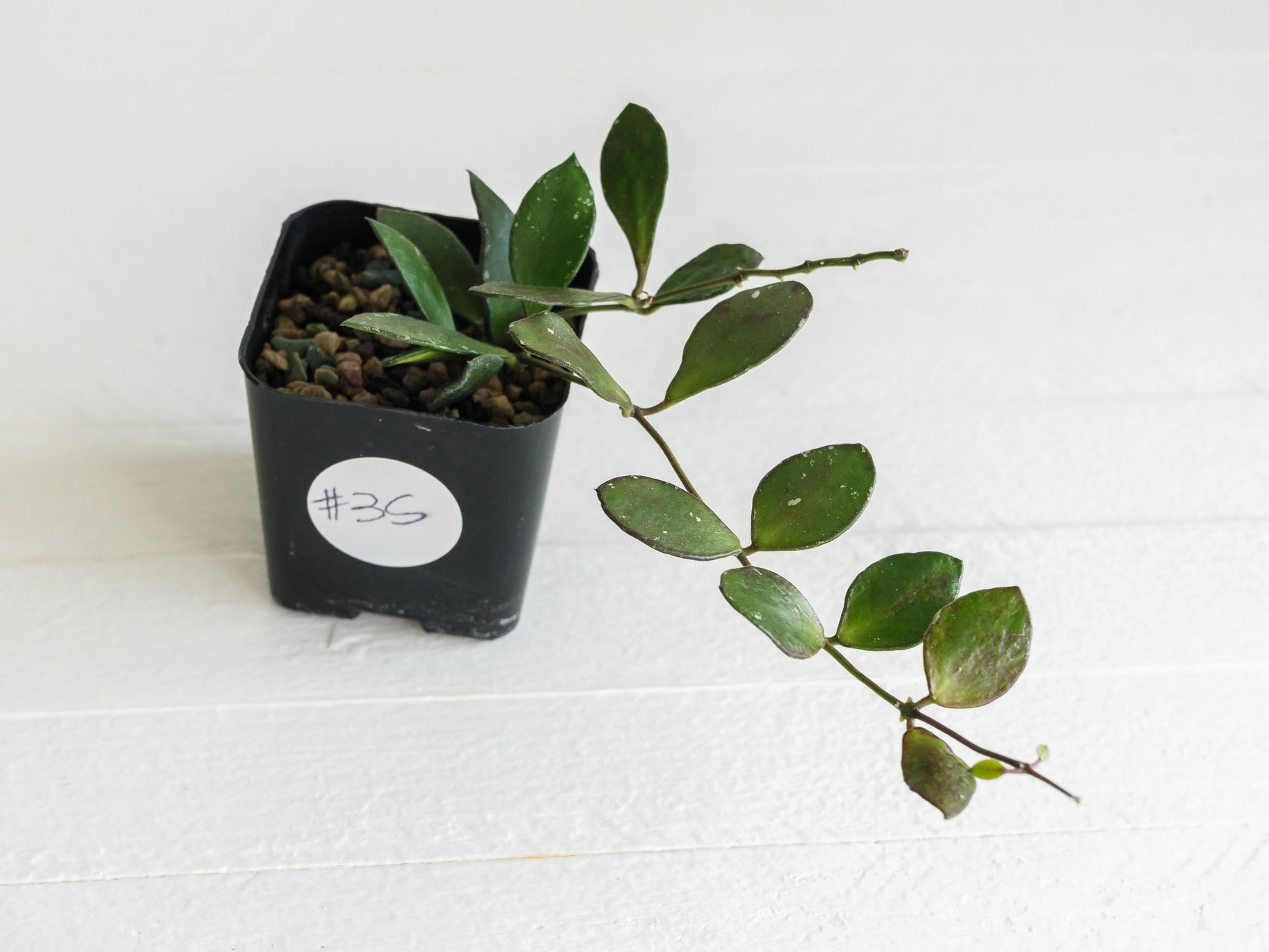 Hoya borneo (Small Leaf) | 2-Inch