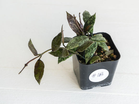 Hoya lacunosa ‘Royal Flush’ | 2-Inch