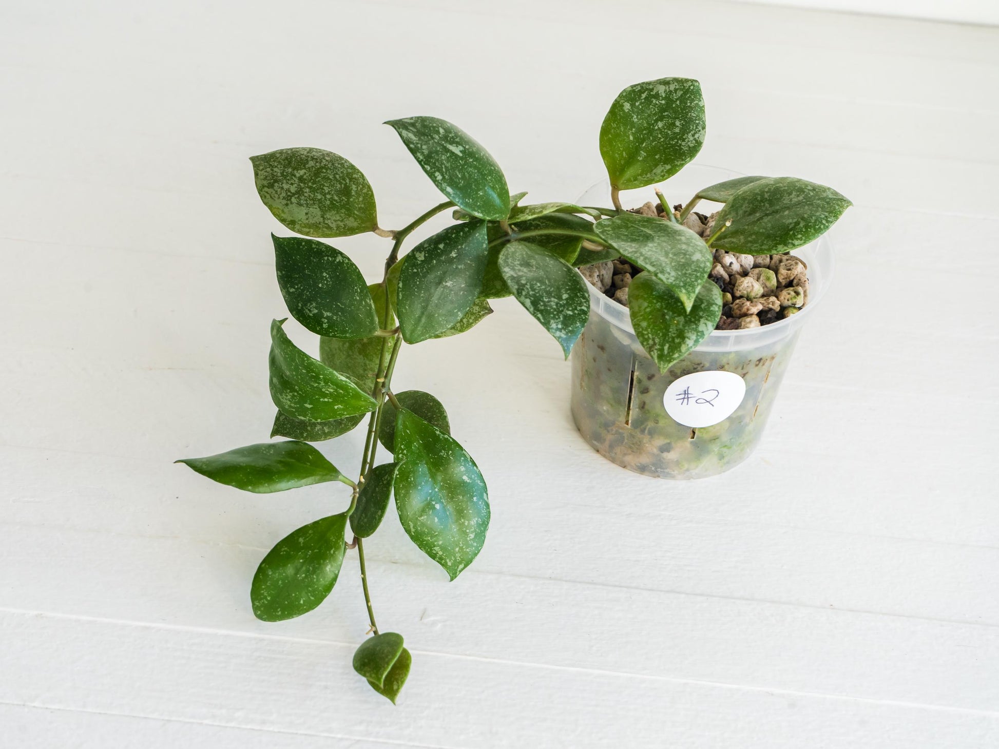 Hoya walliniana (Splash) | 3-Inch