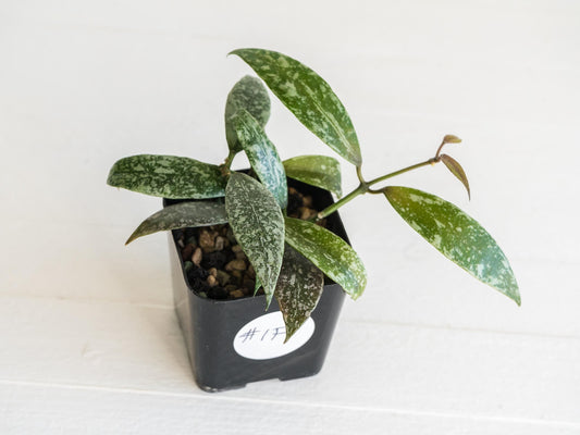 Hoya lacunosa 'Laos Full Splash' | 2-Inch