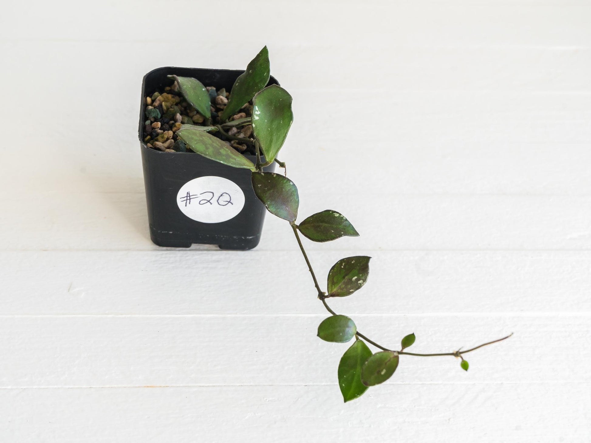 Hoya borneo (Small Leaf) | 2-Inch