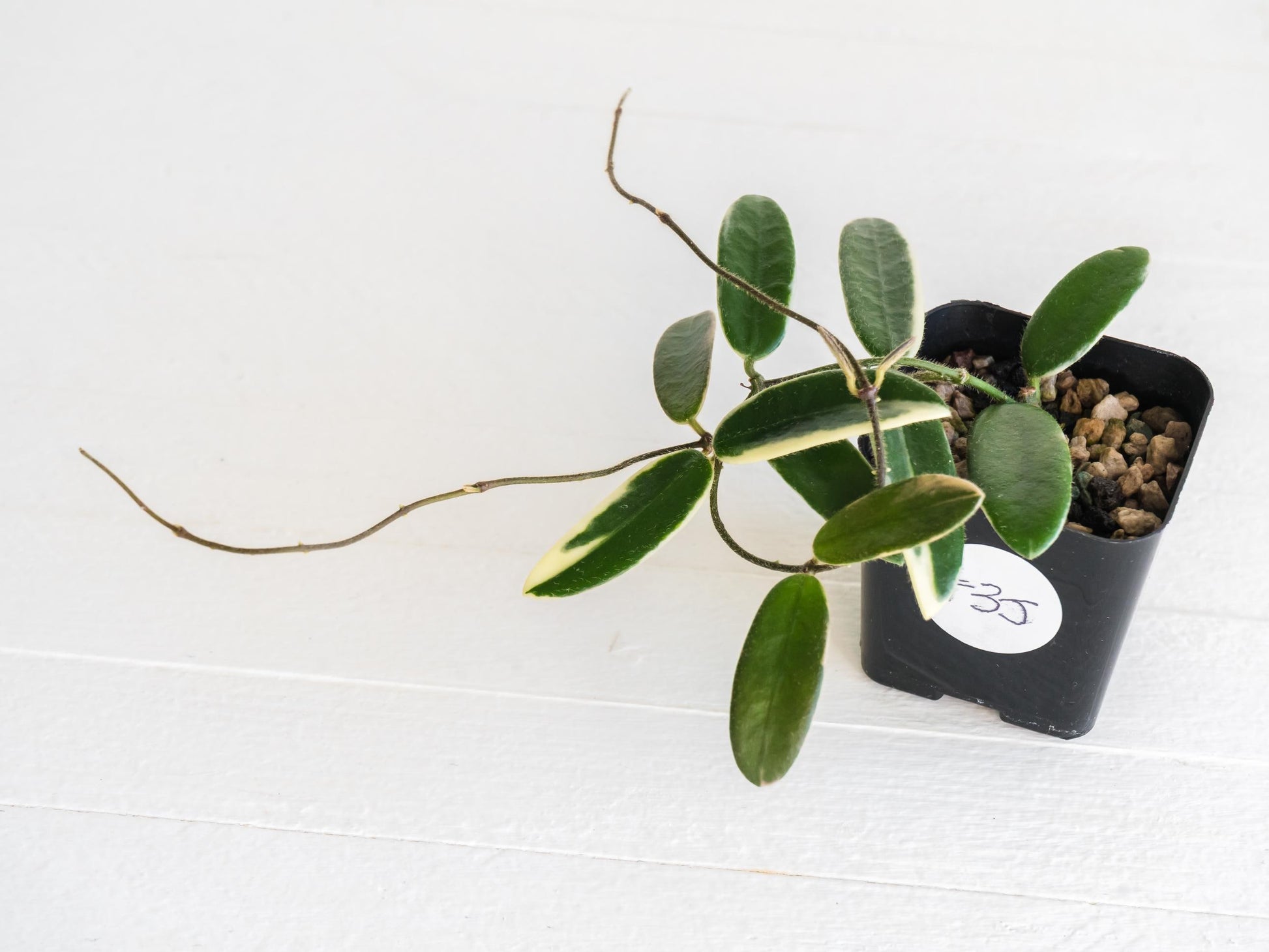 Hoya lyi 'Prism' (Pink Flower) | 2-Inch