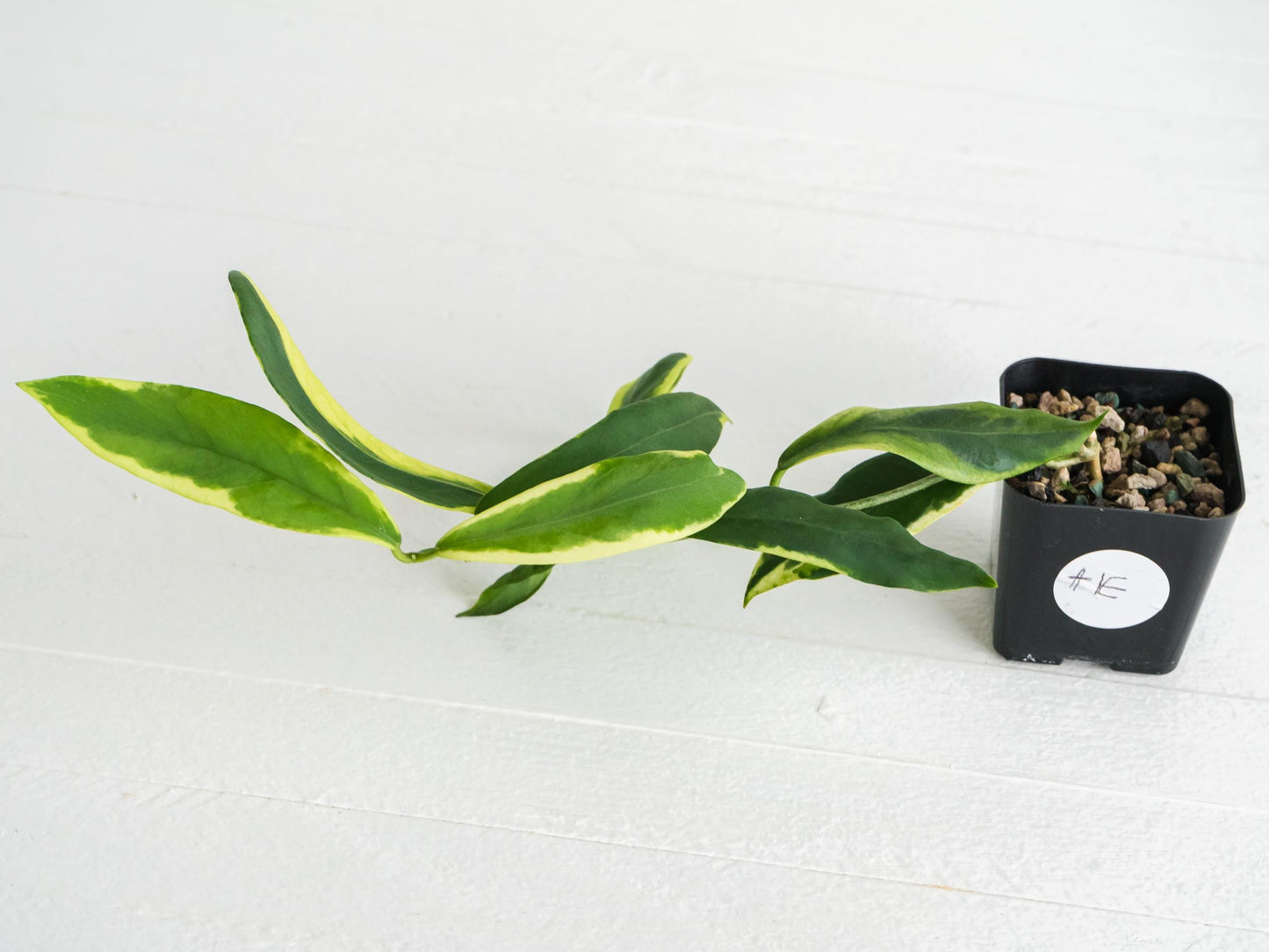 Hoya pimenteliana (Albo / Outer Variegated) | 2-Inch