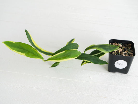 Hoya pimenteliana (Albo / Outer Variegated) | 2-Inch